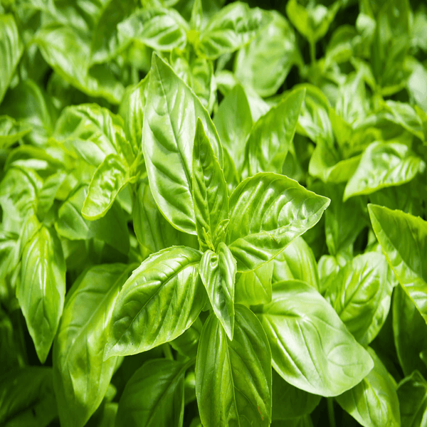 Buy Fresh Basil Leaves Online and Offline Debon Gourmet Store Noida